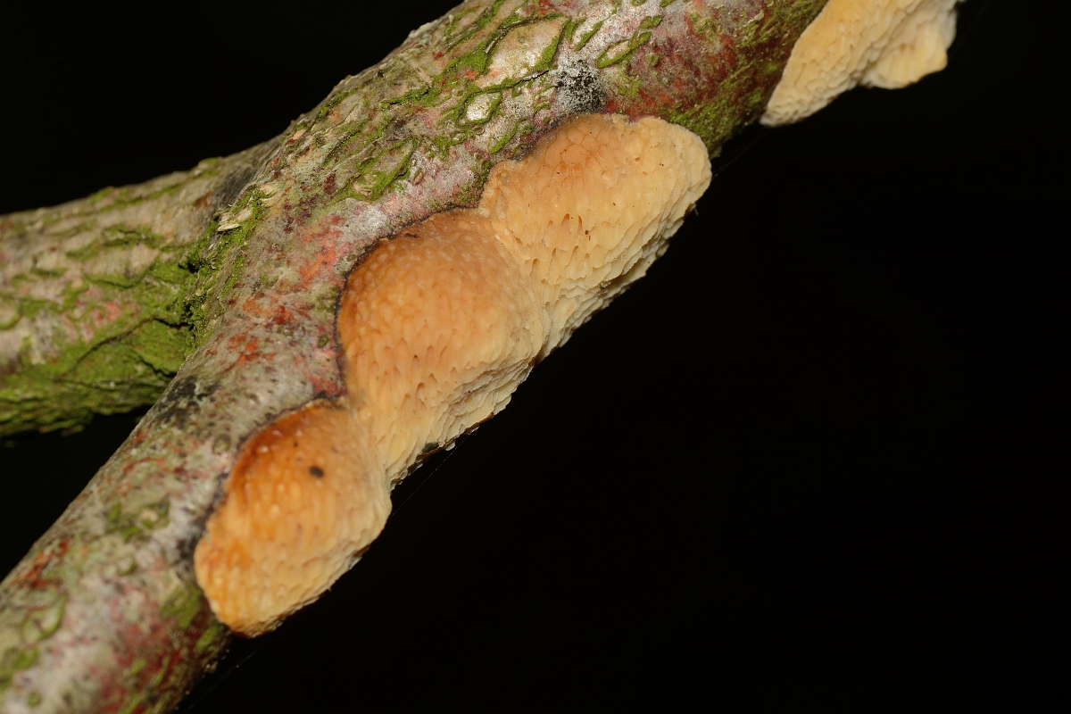 David Plant Photography - Wildlife Photography - Hazel porecrust, Dichomitus campestris - A.jpg - Hazel porecrust, Dichomitus campestris - Hertfordshire