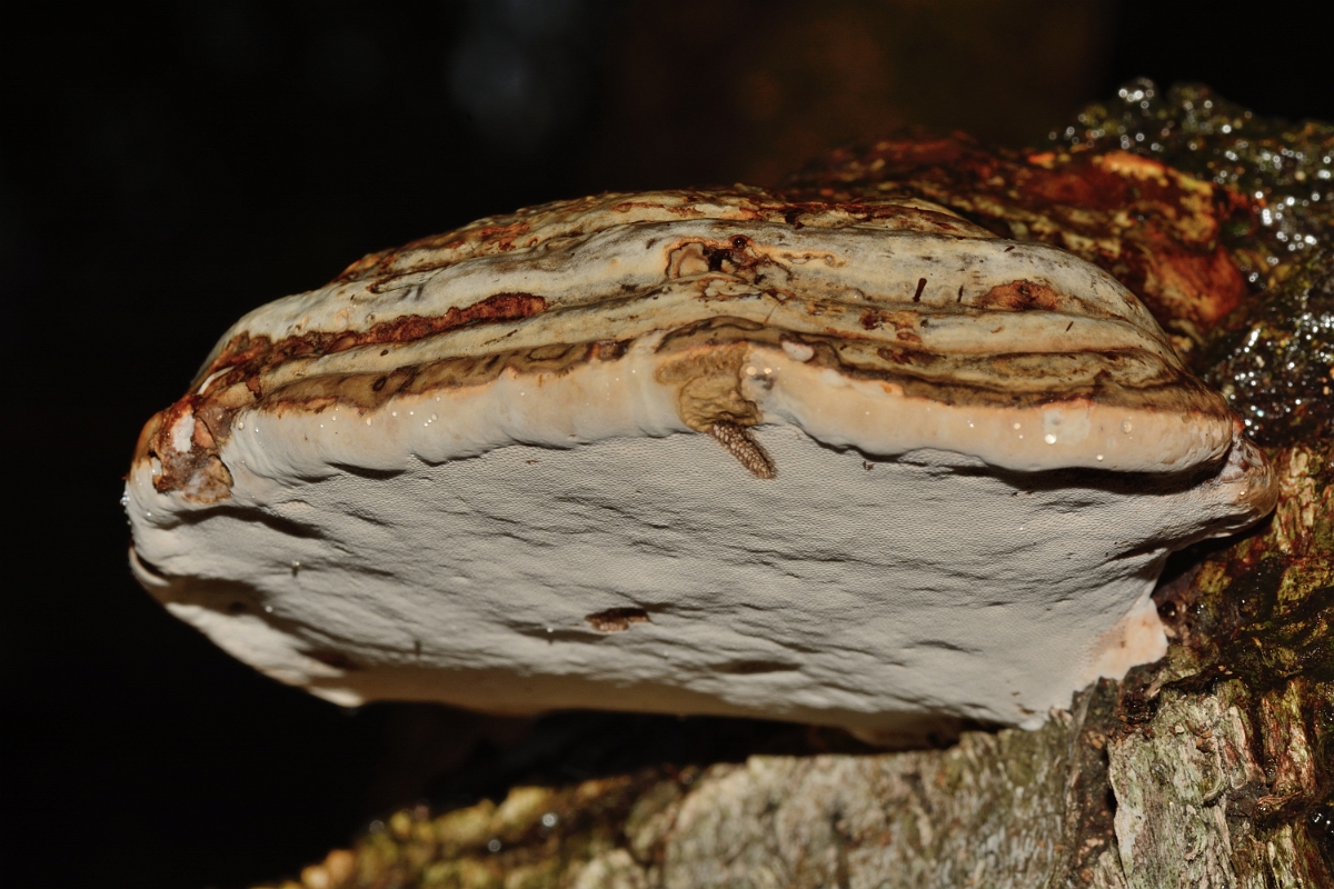 David Plant Photography - Wildlife Photography - Hoof fungus, Fomes fomentarius - B.jpg - Hoof fungus, Fomes fomentarius - Cambridgeshire