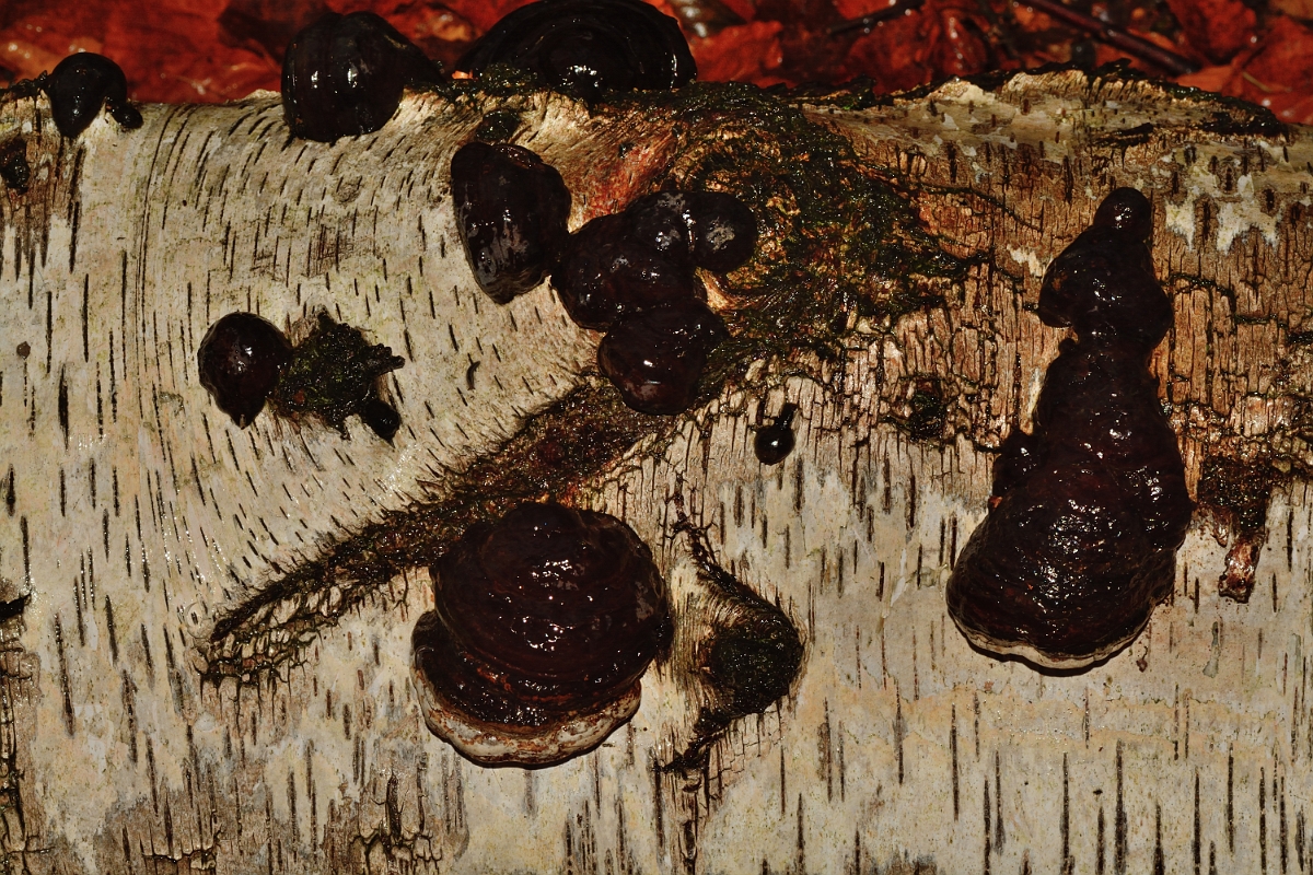 David Plant Photography - Wildlife Photography - Hoof fungus, Fomes fomentarius - C.jpg - Hoof fungus, Fomes fomentarius - Cambridgeshire