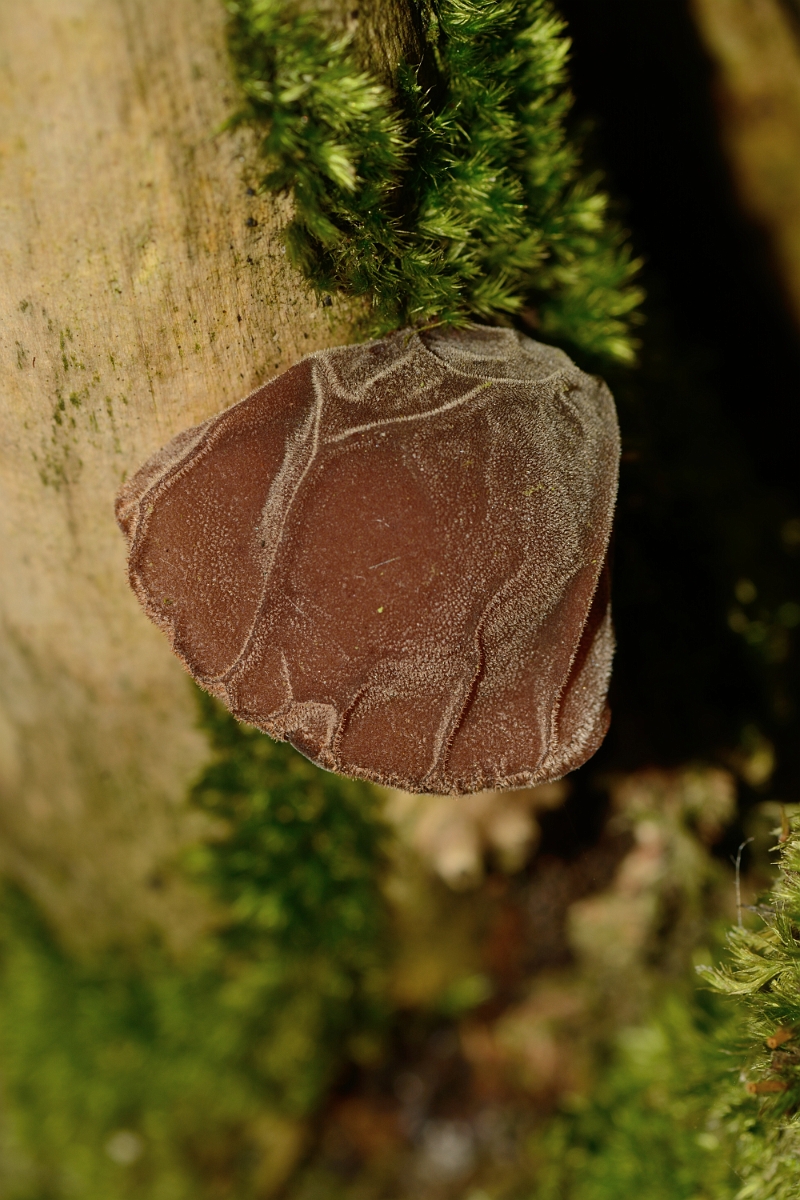 David Plant Photography - Wildlife Photography - Jelly ear, Auricularia auricula-judae - A.jpg - Jelly ear, Auricularia auricula-judae - Buckinghamshire