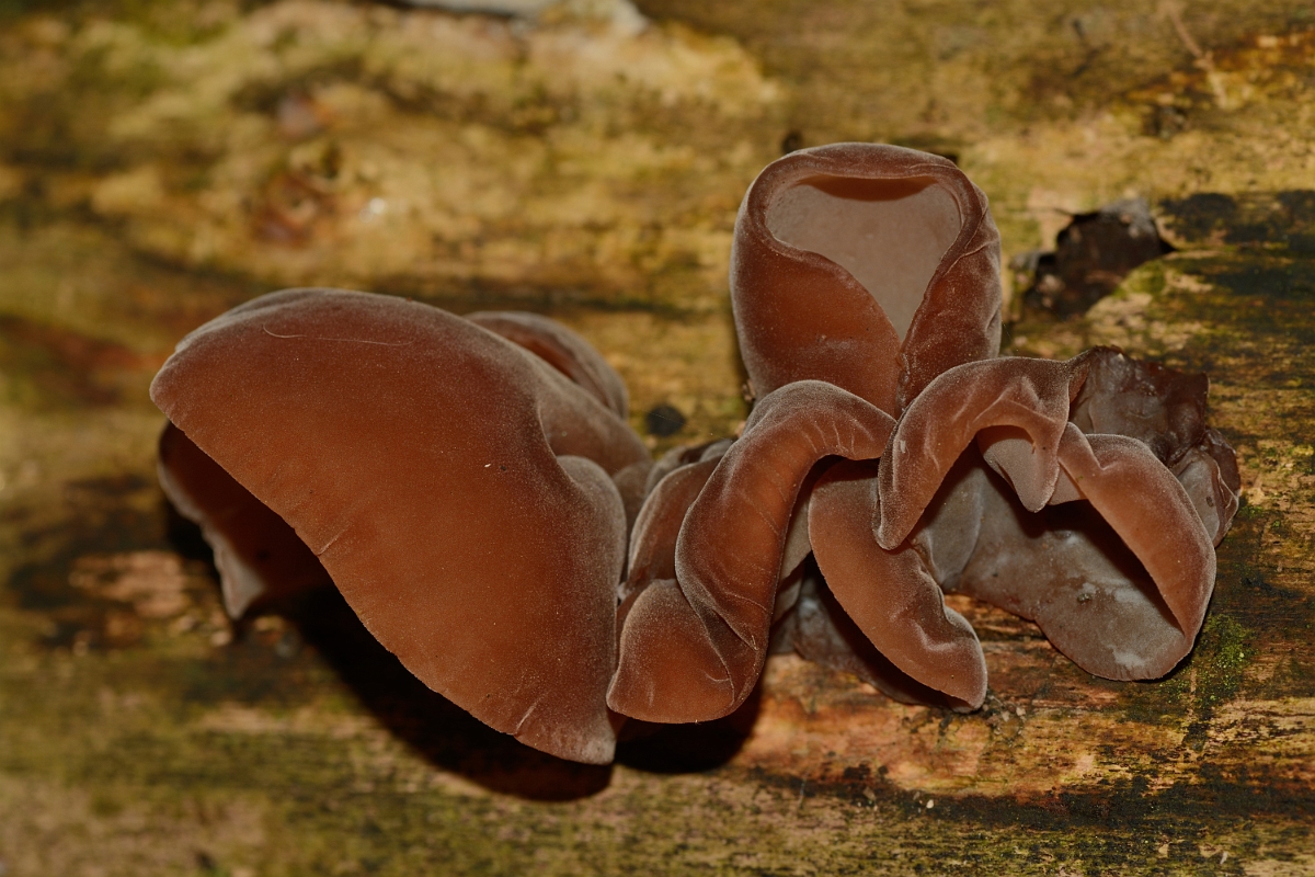 David Plant Photography - Wildlife Photography - Jelly ear, Auricularia auricula-judae - C.jpg - Jelly ear, Auricularia auricula-judae - Hertfordshire
