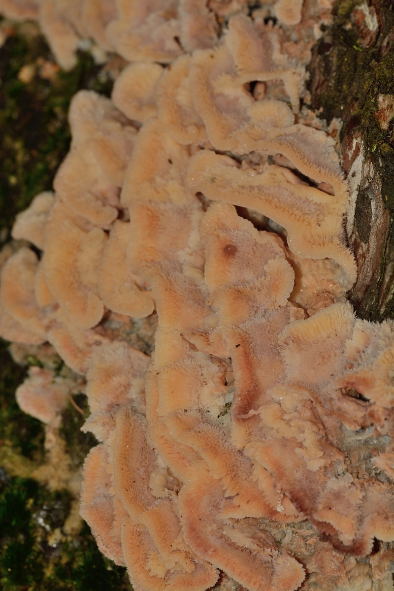 David Plant Photography - Wildlife Photography - Jelly rot, Phlebia tremellosa - A.jpg - Jelly rot, Phlebia tremellosa - Bedfordshire