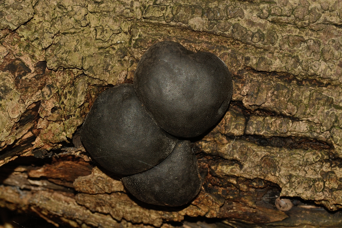 David Plant Photography - Wildlife Photography - King Alfred's cakes, Daldinia concentrica - C.jpg - King Alfred's cakes, Daldinia concentrica - Hertfordshire