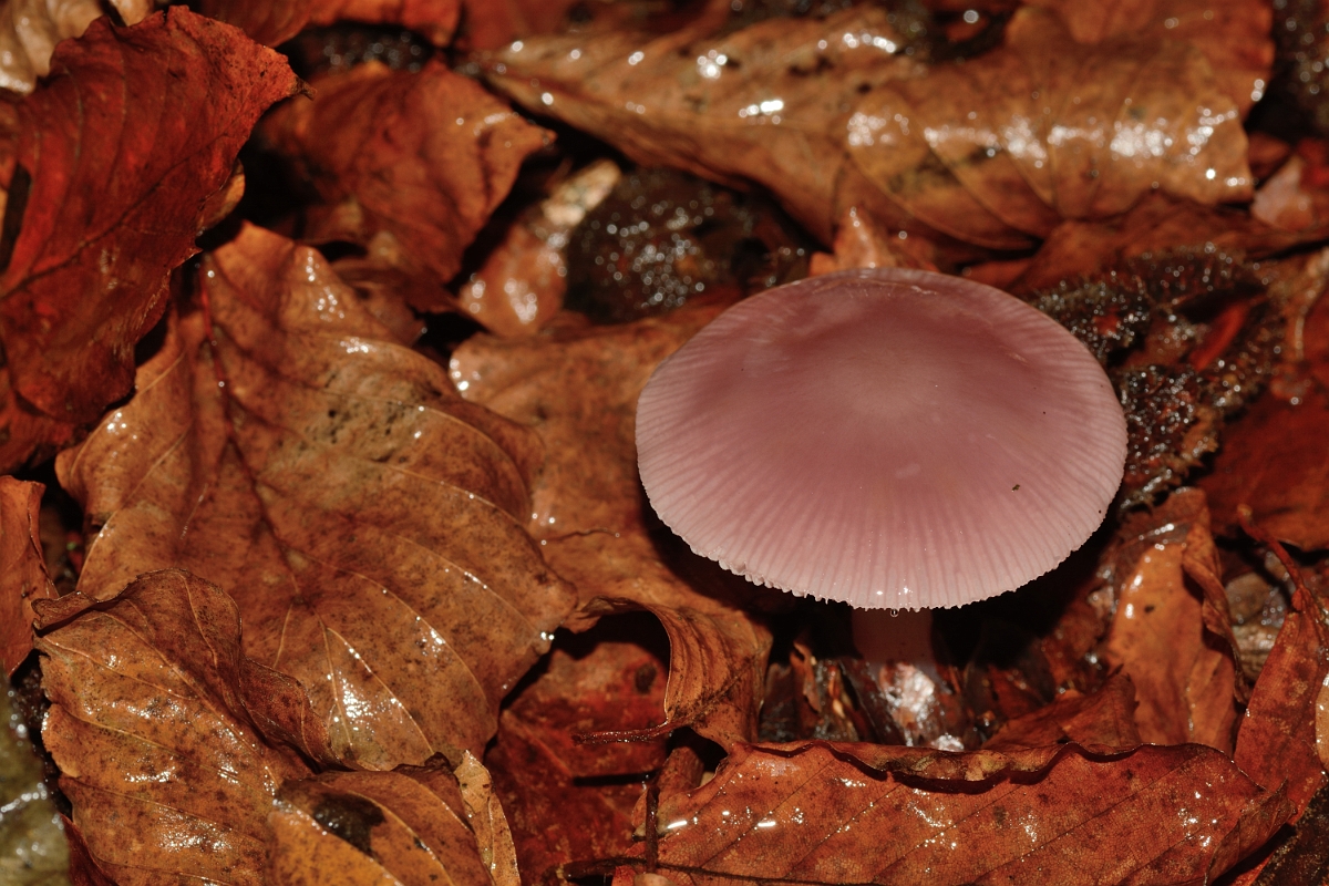 David Plant Photography - Wildlife Photography - Lilac bonnet, Mycena pura - A.jpg - Lilac bonnet, Mycena pura - Buckinghamshire