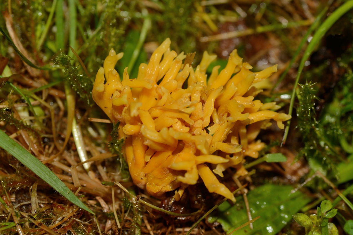 David Plant Photography - Wildlife Photography - Meadow coral, Clavulinopsis corniculata - A.jpg - Meadow coral, Clavulinopsis corniculata - Staffordshire