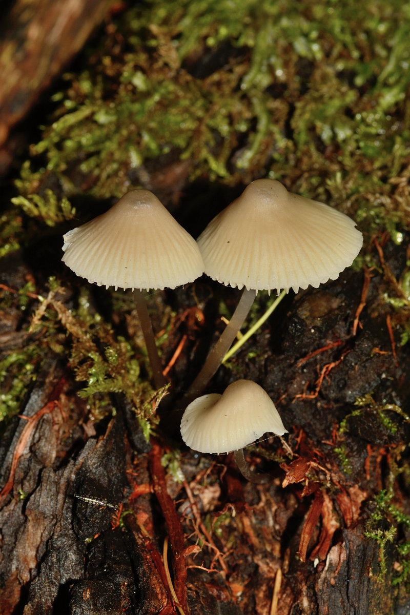 David Plant Photography - Wildlife Photography - Milking bonnet, Mycena galopus - A.jpg - Milking bonnet, Mycena galopus - Buckinghamshire