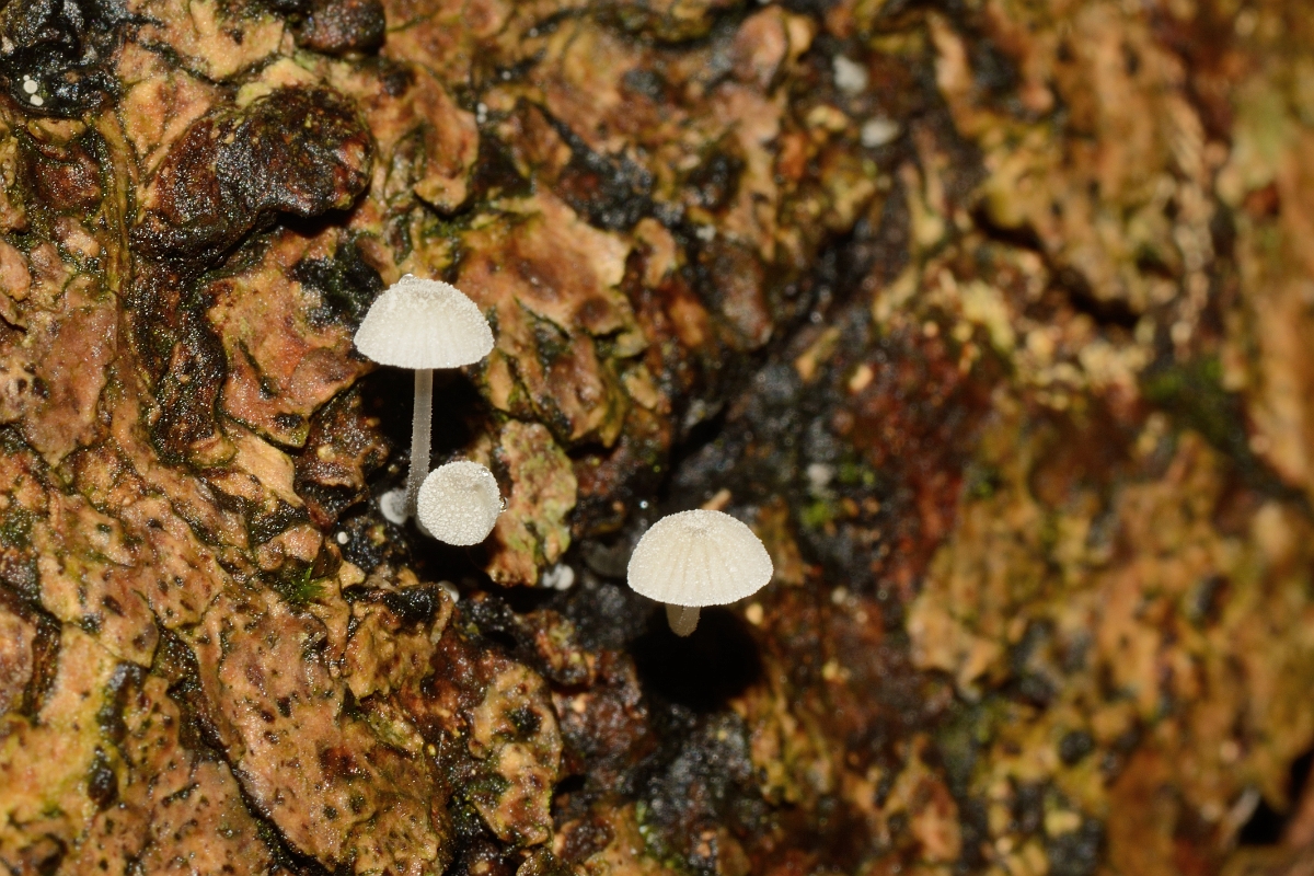 David Plant Photography - Wildlife Photography - Mycena clavularis - B.jpg - Mycena clavularis - Cambridegshire