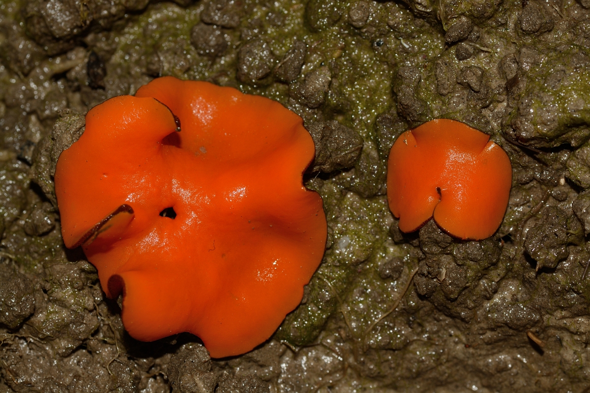 David Plant Photography - Wildlife Photography - Orange cup, Melastiza cornubiensis - A.jpg - Orange cup, Melastiza cornubiensis - Kent