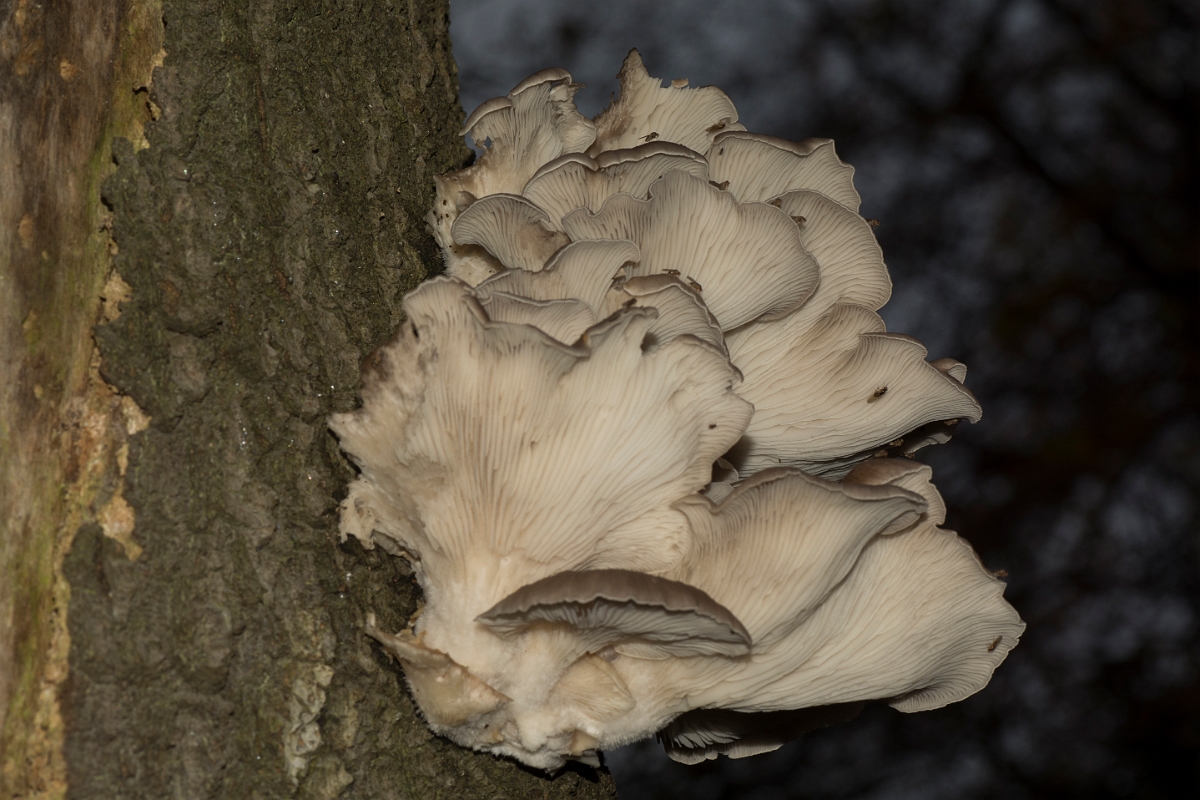 David Plant Photography - Wildlife Photography - Oyster mushroom, Pleurotus ostreatus - C.jpg - Oyster mushroom, Pleurotus ostreatus - Essex
