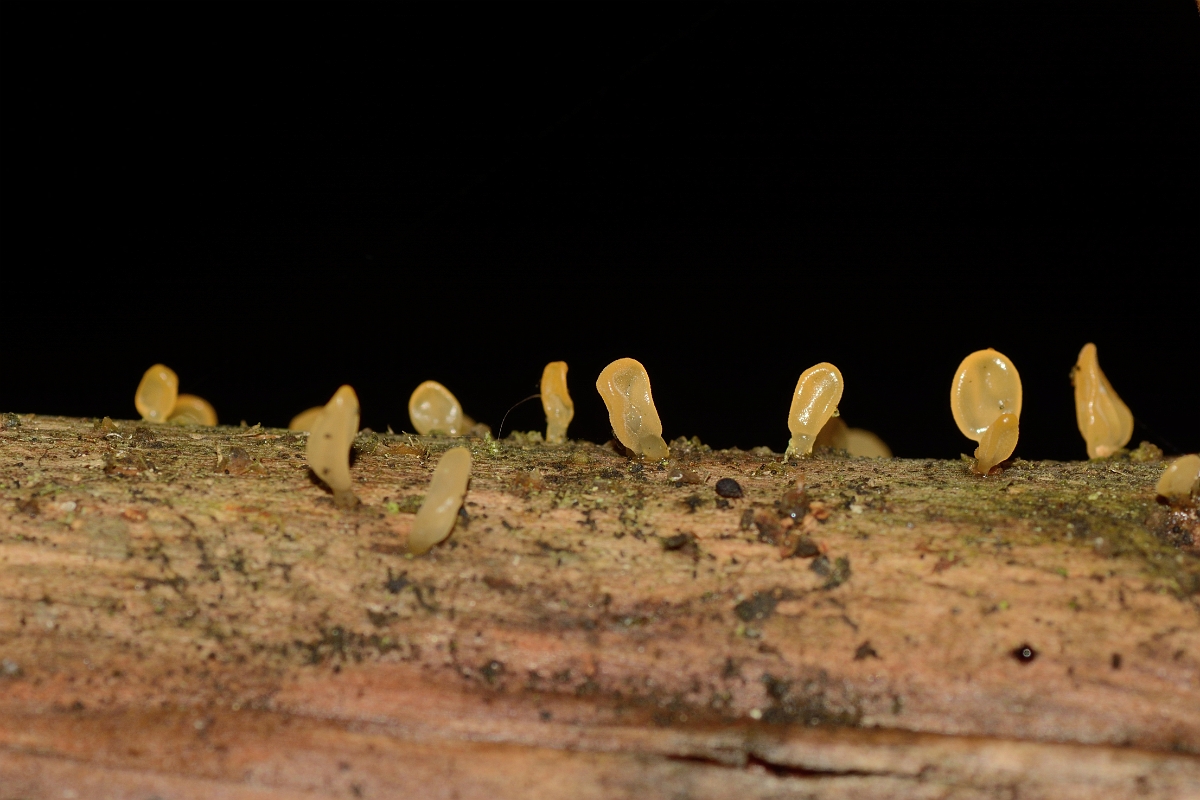 David Plant Photography - Wildlife Photography - Pale stagshorn, Calocera pallidospathulata - C.jpg - Pale stagshorn, Calocera pallidospathulata - Hertfordshire