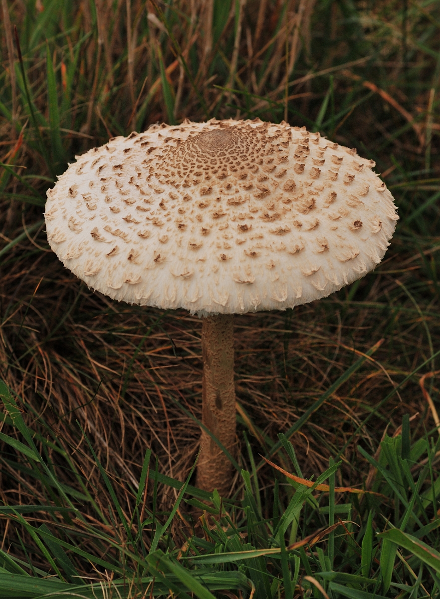 David Plant Photography - Wildlife Photography - Parasol, Macrolepiota procera - A.jpg - Parasol, Macrolepiota procera -