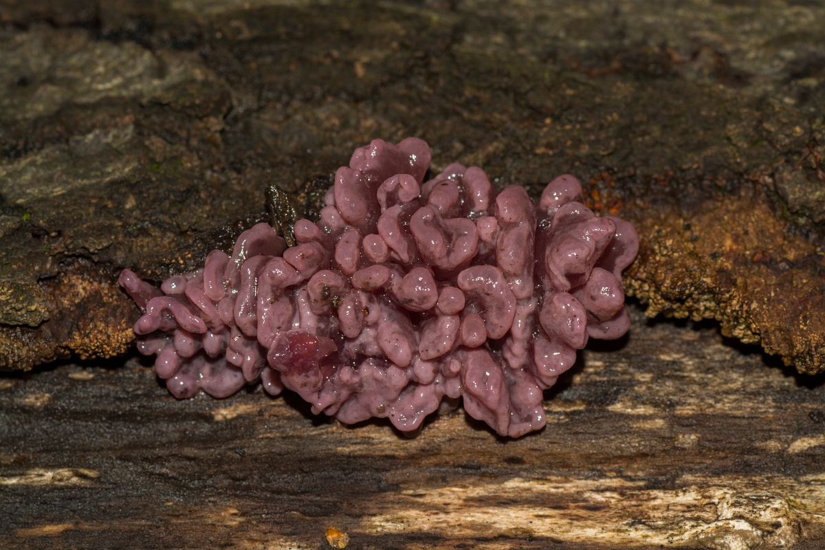 David Plant Photography - Wildlife Photography - Purple jellydisc, Ascocoryne sarcoides - D.jpg - Purple jellydisc,  Ascocoryne sarcoides - Essex