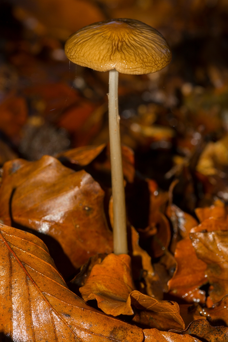 David Plant Photography - Wildlife Photography - Rooting shank, Xerula radicata - A.jpg - Rooting shank, Xerula radicata - Cambridgeshire