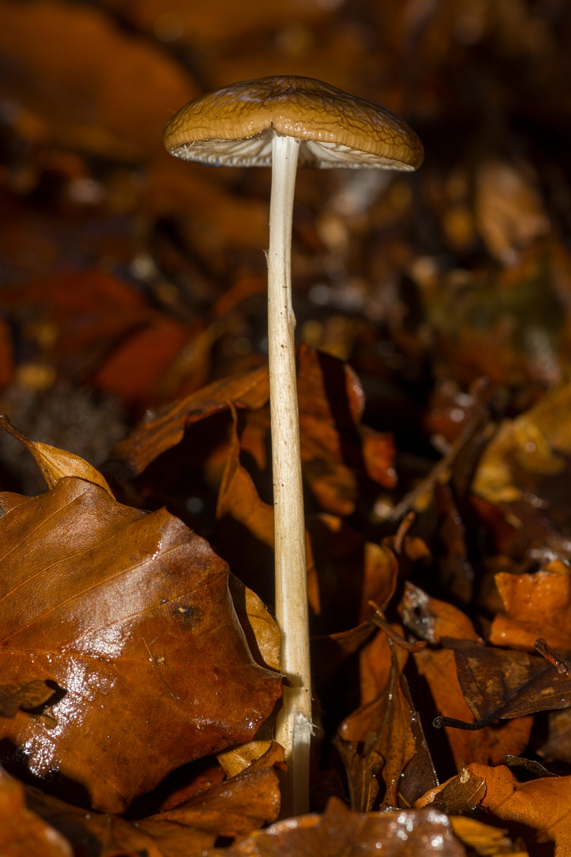 David Plant Photography - Wildlife Photography - Rooting shank, Xerula radicata - B.jpg - Rooting shank, Xerula radicata - Cambridgeshire