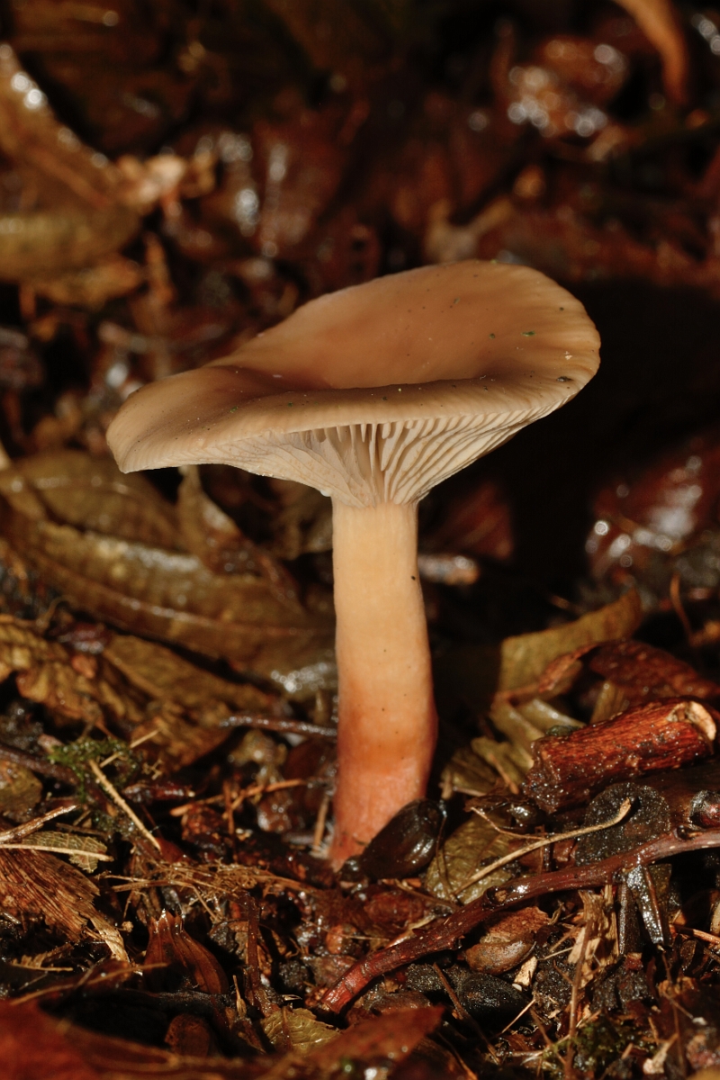 David Plant Photography - Wildlife Photography - Rufous milkcap, Lactarius rufus - A.jpg - Rufous milkcap, Lactarius rufus - Hertfordshire