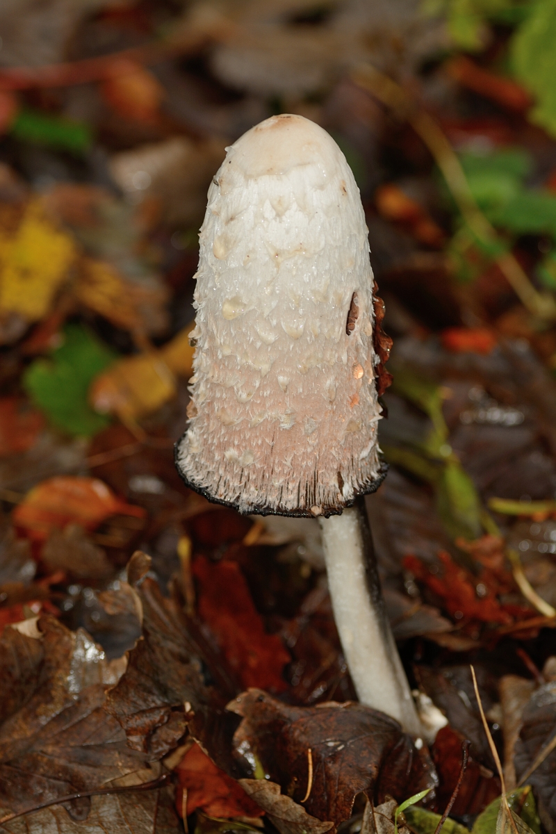 David Plant Photography - Wildlife Photography - Shaggy inkcap, Coprinus comatus - A.jpg - Shaggy inkcap, Coprinus comatus - Buckinghamshire