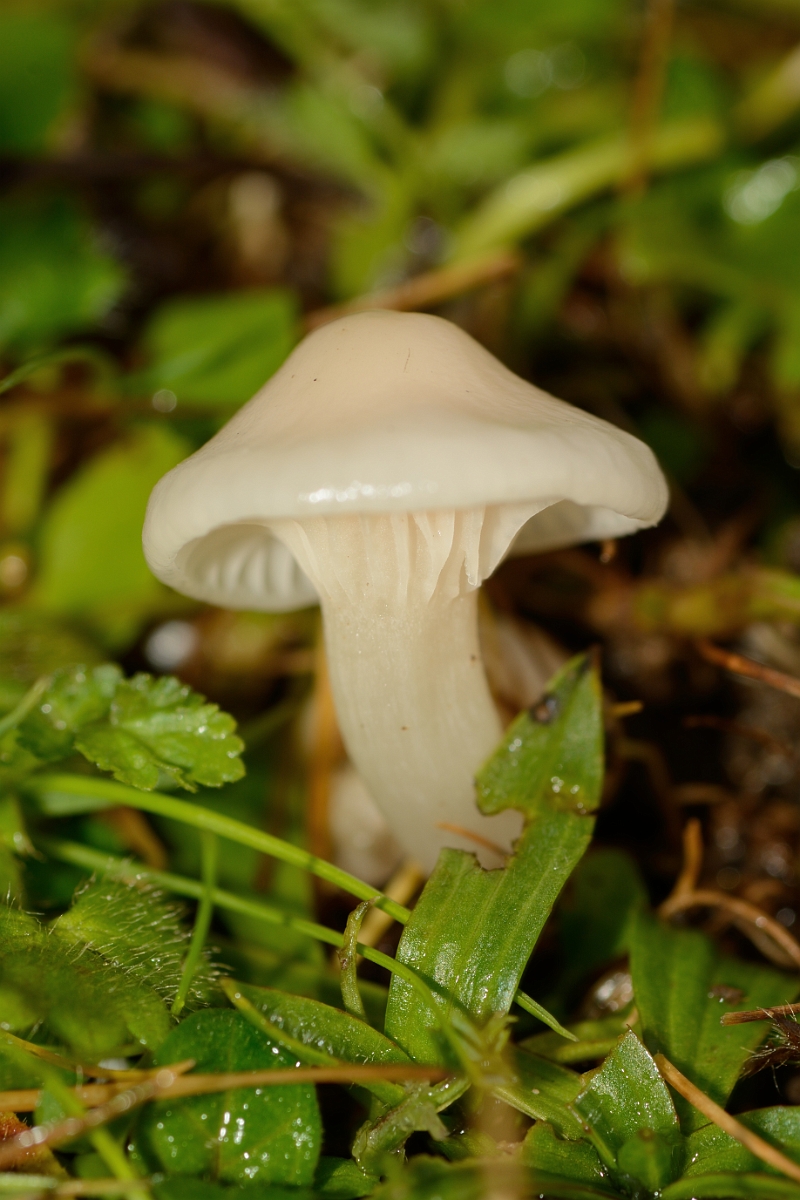 David Plant Photography - Wildlife Photography - Snowy waxcap, Hygrocybe virginea - A.jpg - Snowy waxcap, Hygrocybe virginea - Cambridgeshire