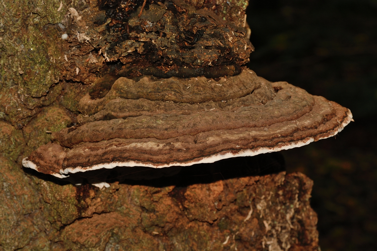 David Plant Photography - Wildlife Photography - Southern bracket, Ganoderma australe - A.jpg - Southern bracket, Ganoderma australe - Hertfordshrie