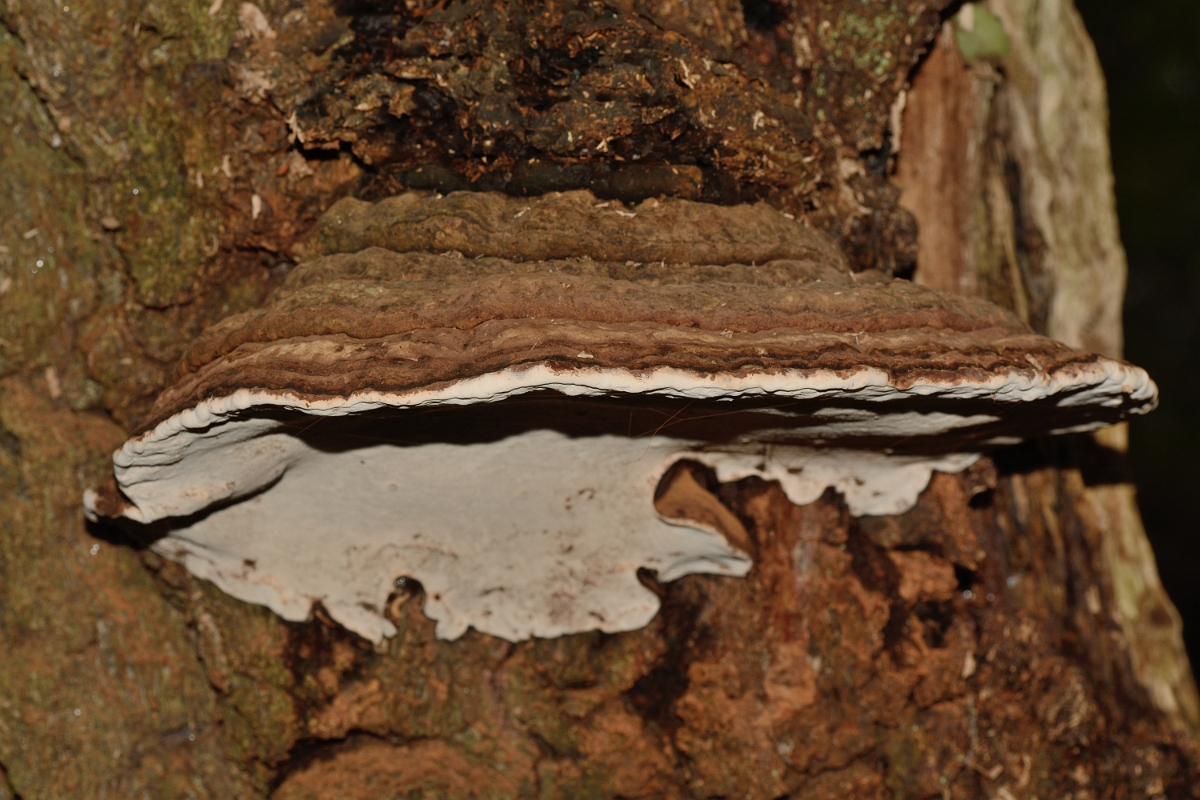 David Plant Photography - Wildlife Photography - Southern bracket, Ganoderma australe - B.jpg - Southern bracket, Ganoderma australe - Hertfordshrie