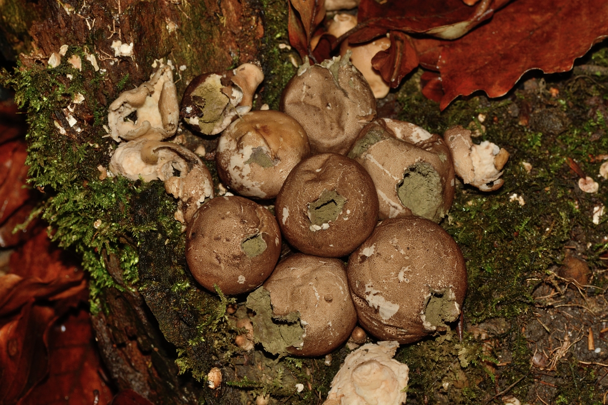 David Plant Photography - Wildlife Photography - Stump puffball, Lycoperdon pyriforme - A.jpg - Stump puffball, Lycoperdon pyriforme - Staffordshire