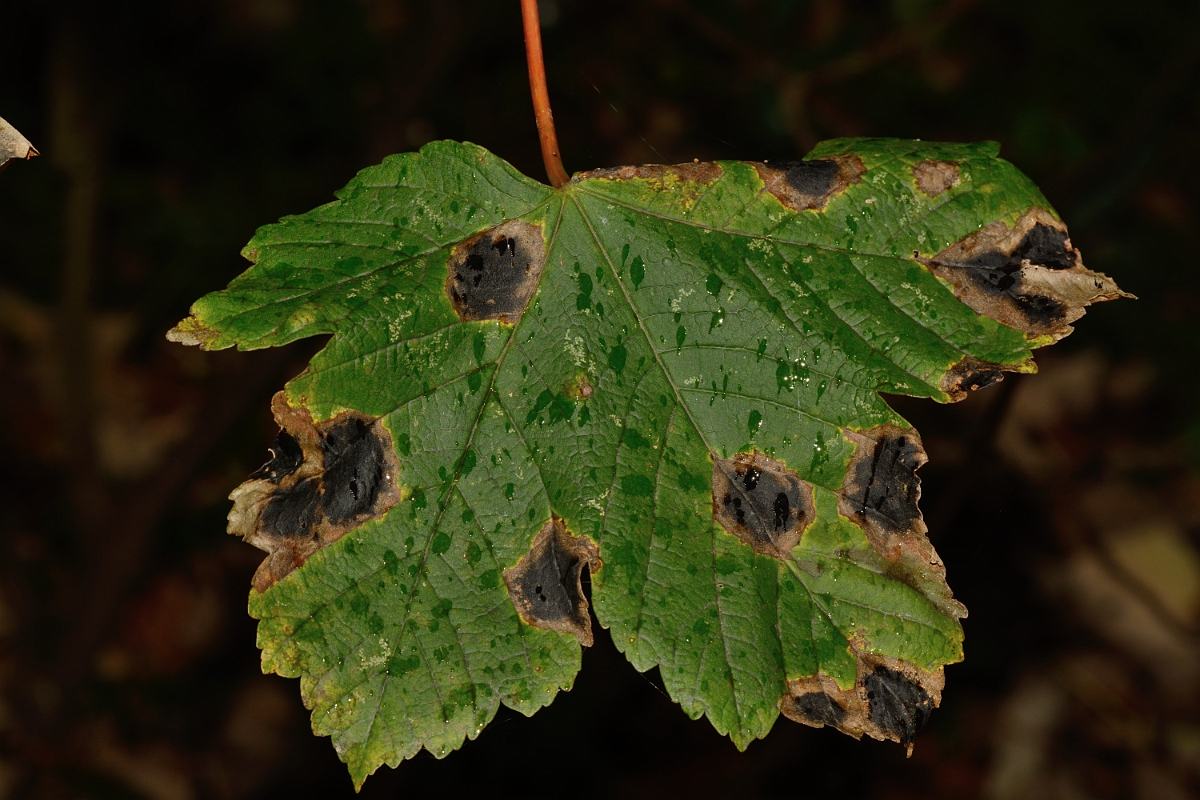 David Plant Photography - Wildlife Photography - Sycamore tarspot, Rhytisma acerinum - A.jpg - Sycamore tarspot, Rhytisma acerinum - Hertfordshrie