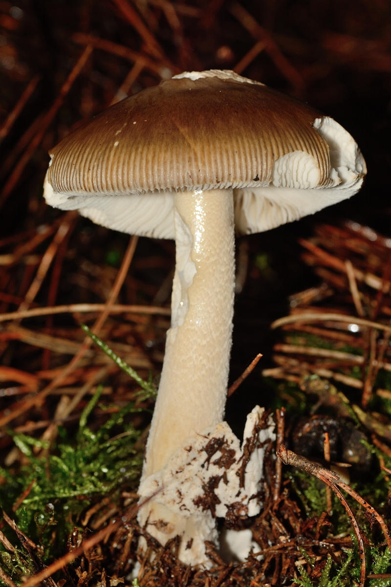 David Plant Photography - Wildlife Photography - Tawny grisette, Amanita fulva - A.jpg - Tawny grisette, Amanita fulva - Staffordshire