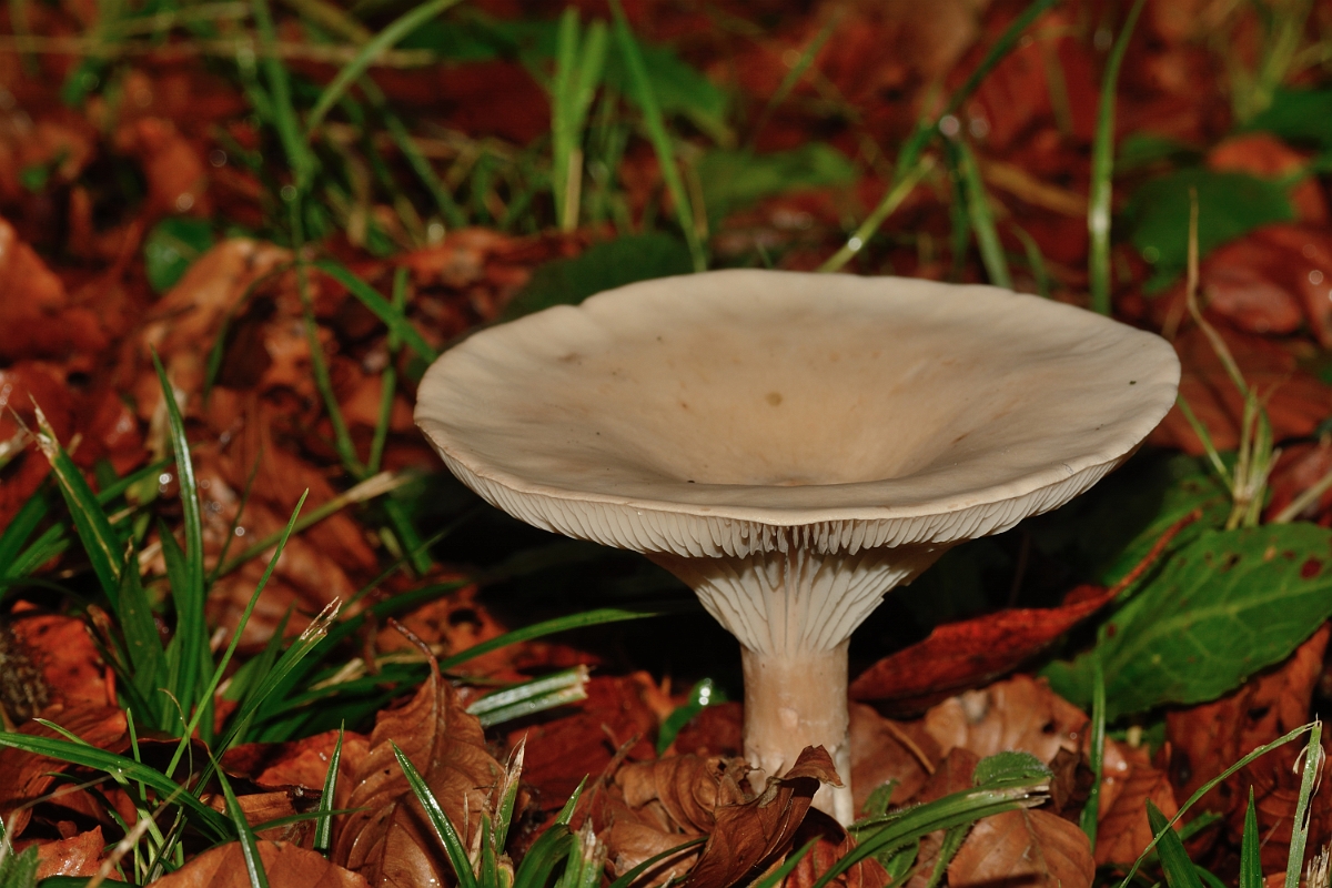 David Plant Photography - Wildlife Photography - Trooping funnel, Clitocybe geotropa - A.jpg - Trooping funnel, Clitocybe geotropa - Buckinghamshire