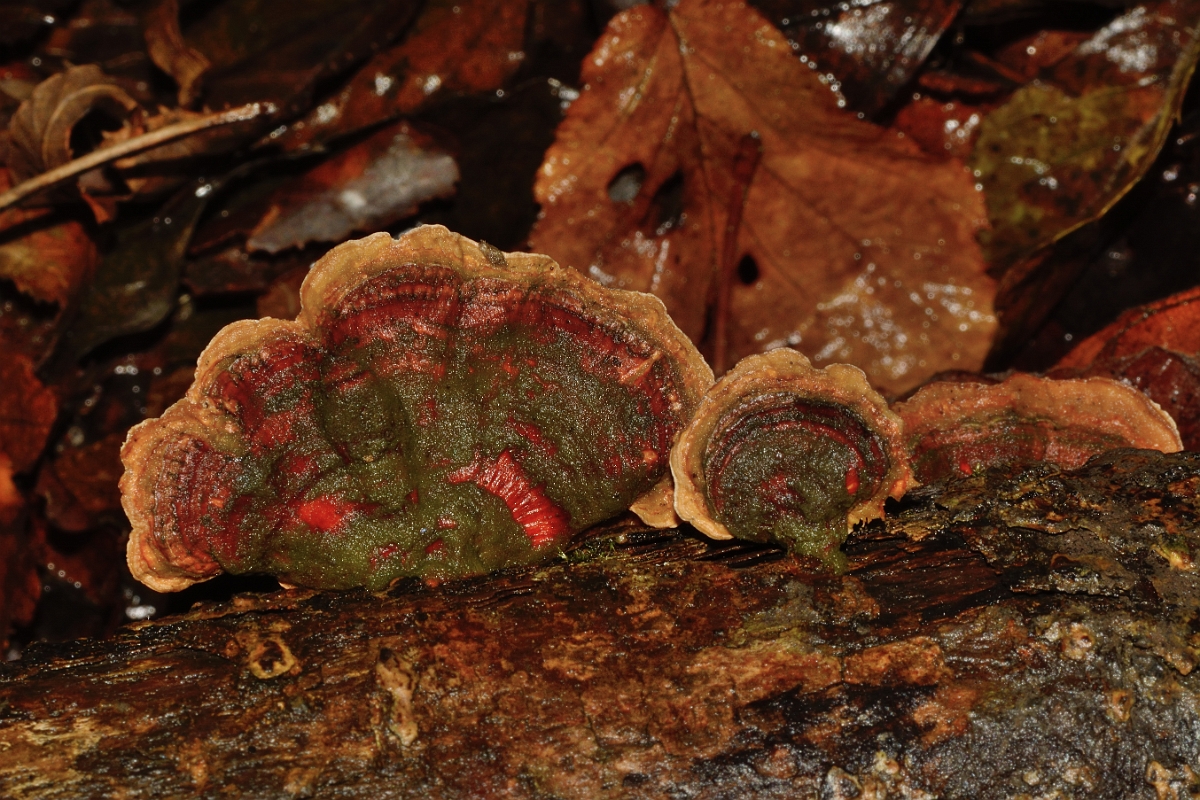 David Plant Photography - Wildlife Photography - Turkeytail, Trametes versicolor - B.jpg - Turkeytail, Trametes versicolor - Cambridgeshire