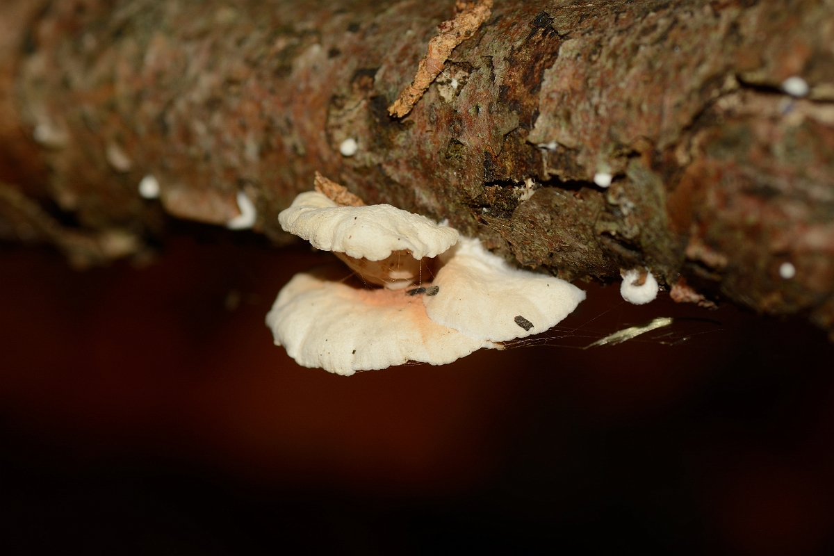 David Plant Photography - Wildlife Photography - Variable oysterling, Crepidotus variabilis - A.jpg - Variable oysterling, Crepidotus variabilis - Buckinghamshire