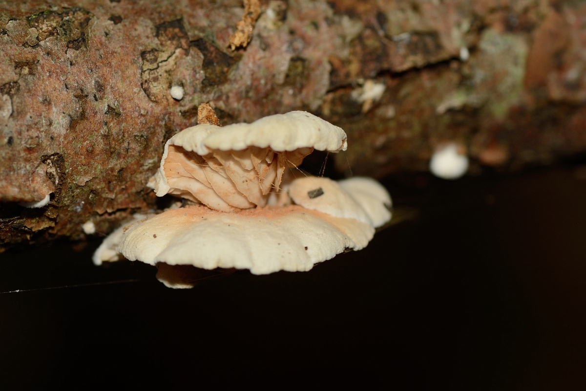 David Plant Photography - Wildlife Photography - Variable oysterling, Crepidotus variabilis - C.jpg - Variable oysterling, Crepidotus variabilis - Buckinghamshire