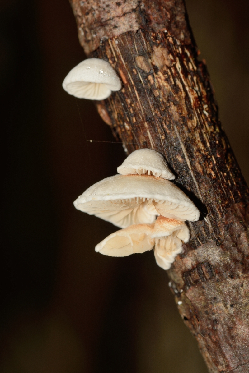 David Plant Photography - Wildlife Photography - Variable oysterling, Crepidotus variabilis - E.jpg - Variable oysterling, Crepidotus variabilis - Cambridgeshire