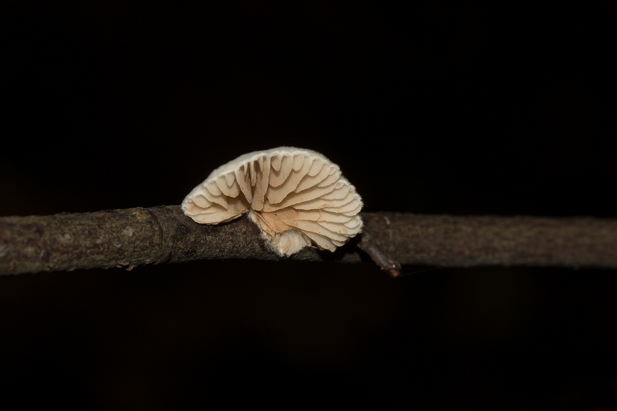 David Plant Photography - Wildlife Photography - Variable oysterling, Crepidotus variabilis - F.jpg - Variable oysterling,  Crepidotus variabilis - Essex