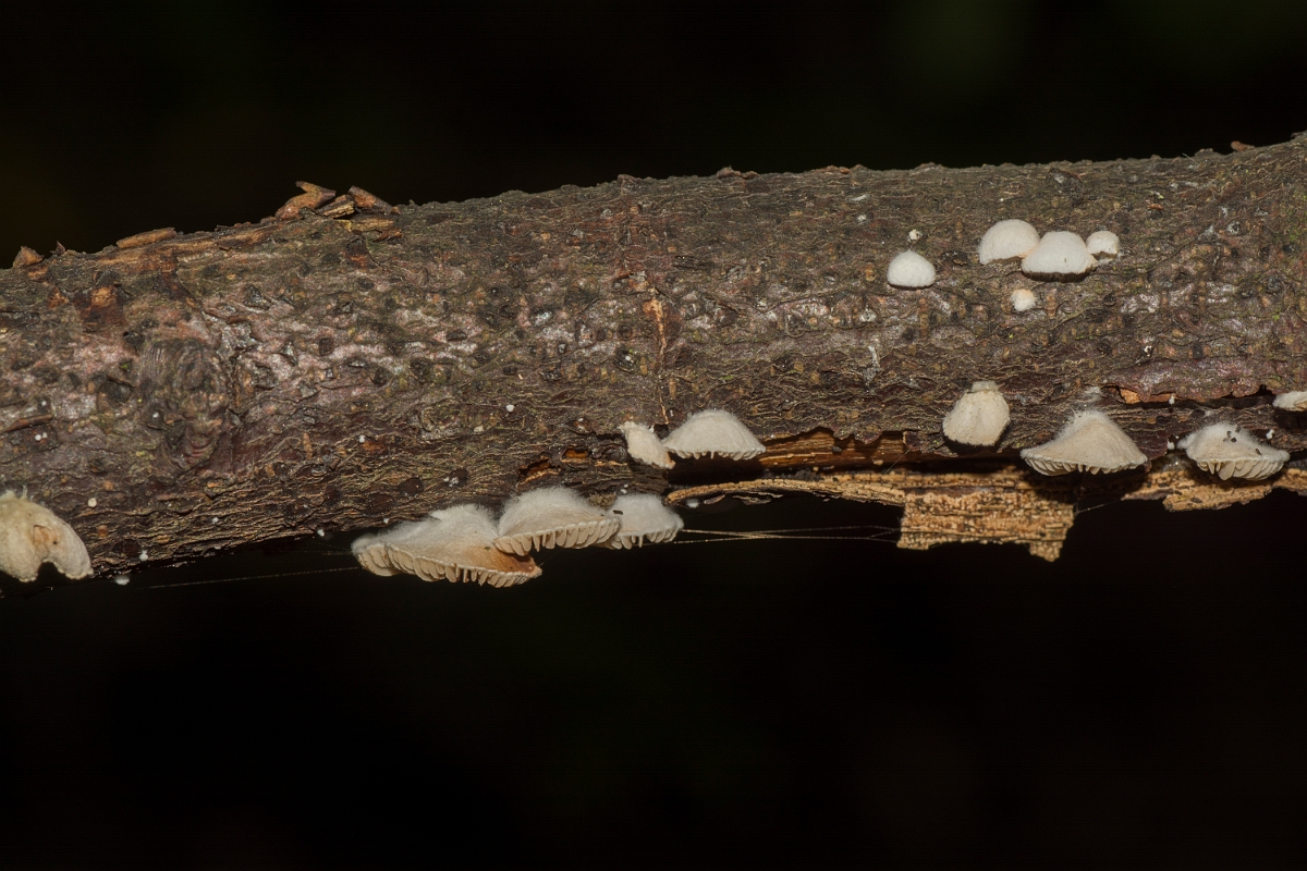 David Plant Photography - Wildlife Photography - Variable oysterling, Crepidotus variabilis - G.jpg - Variable oysterling,  Crepidotus variabilis - Essex