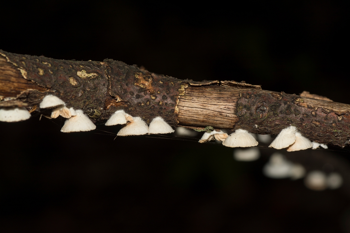 David Plant Photography - Wildlife Photography - Variable oysterling, Crepidotus variabilis - H.jpg - Variable oysterling,  Crepidotus variabilis - Essex