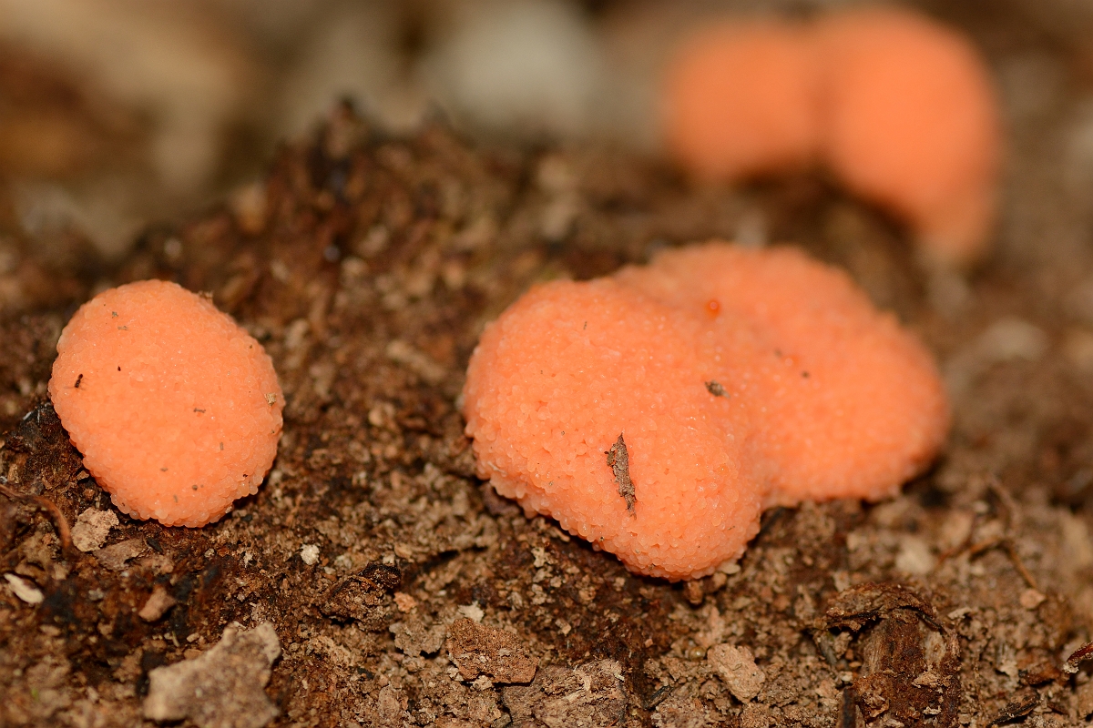 David Plant Photography - Wildlife Photography - Wolf's milk, Lycogala terrestre - A.jpg - Wolf's milk, Lycogala terrestre - Hertfordshire