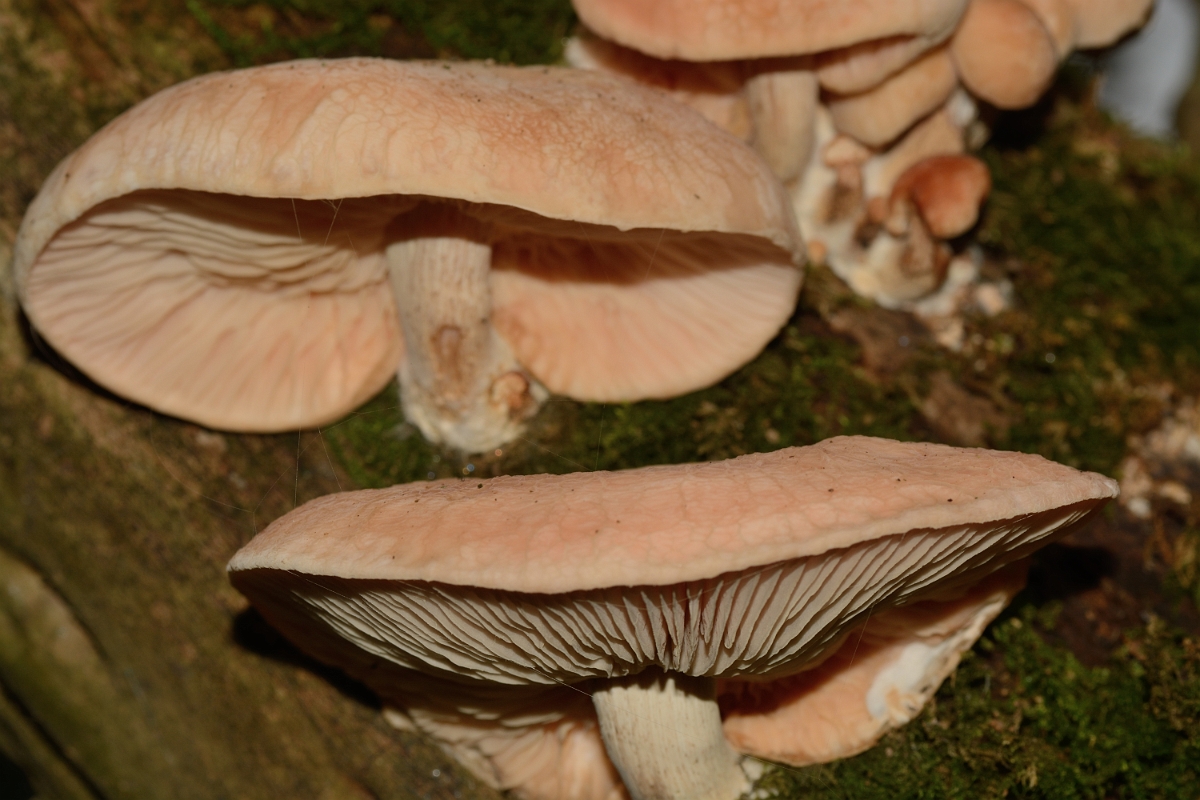 David Plant Photography - Wildlife Photography - Wrinkled peach, Rhodotus palmatus - B.jpg - Wrinkled peach, Rhodotus palmatus - Hertfordshrie