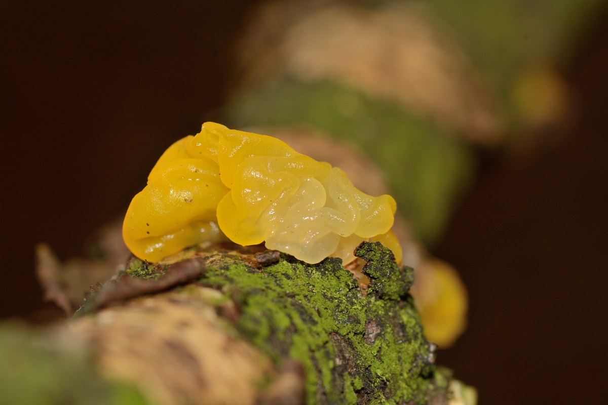 David Plant Photography - Wildlife Photography - Yellow brain, Tremella mesenterica - A.jpg - Yellow brain, Tremella mesenterica - Hertfordshire