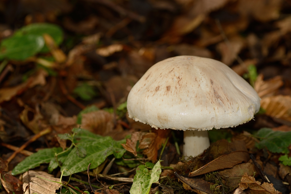 David Plant Photography - Wildlife Photography - Yellow stainer, Agaricus xanthodermus - A.jpg - Yellow stainer, Agaricus xanthodermus - Buckinghamshire