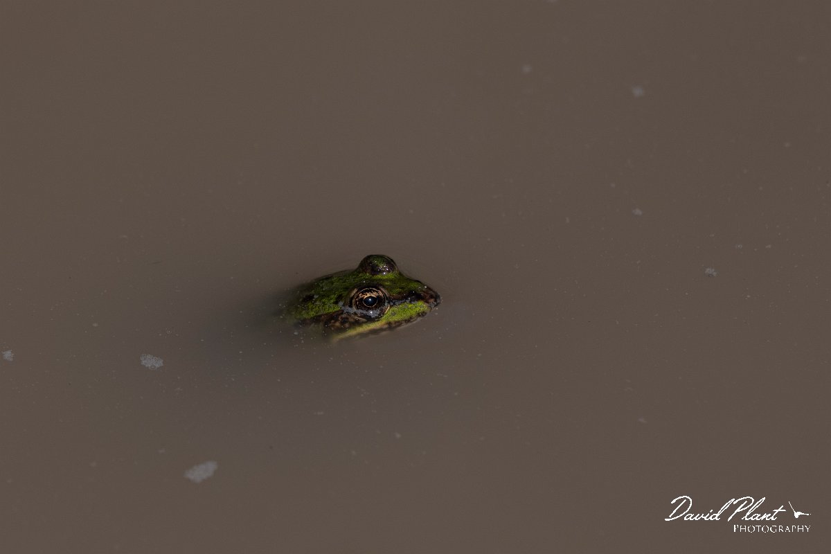 DPPhotography - Wildlife Photography - Bulgaria - Marsh frog - A.jpg - Marsh frog - Bolata Beach, Bulgaria