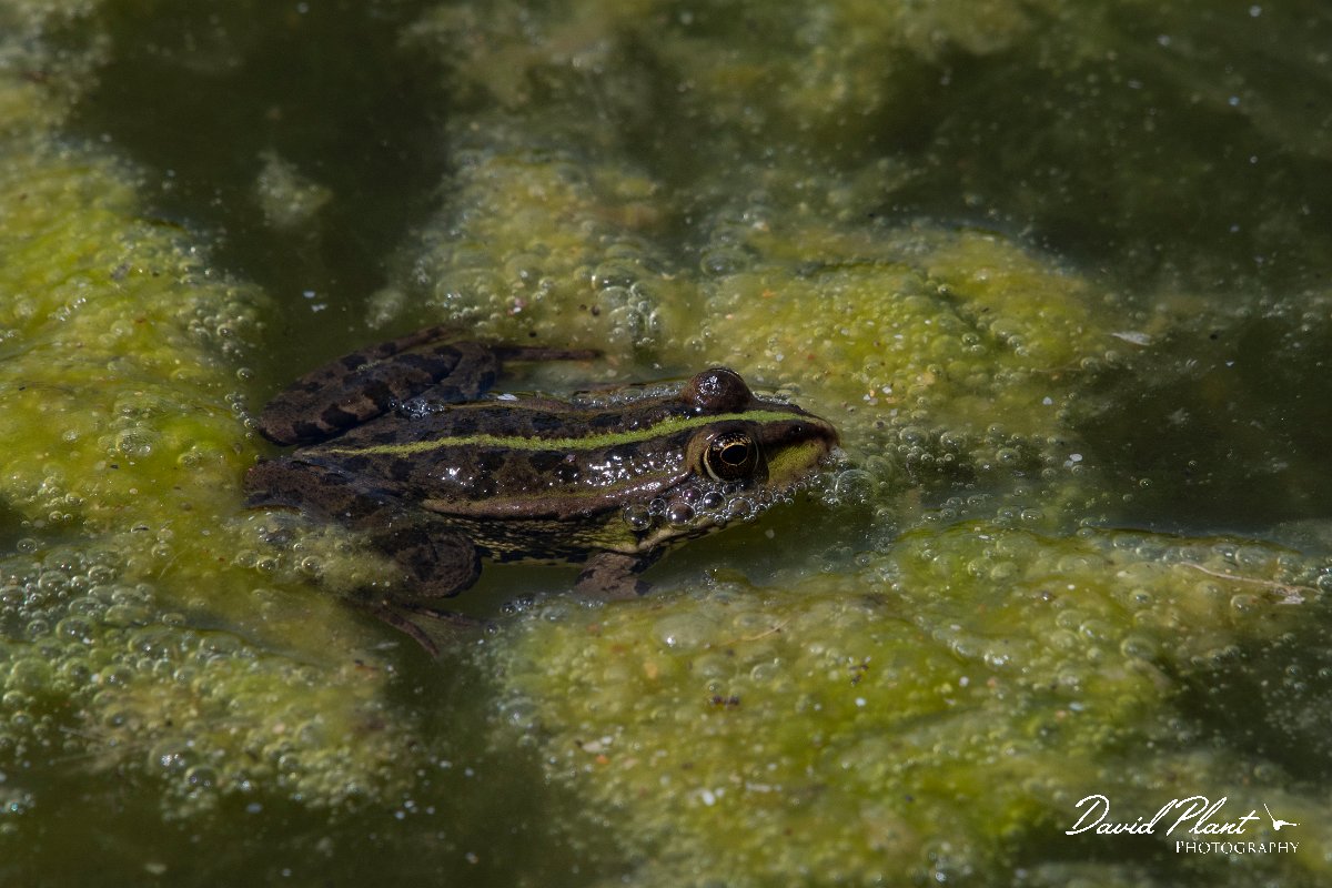 DPPhotography - Wildlife Photography - Bulgaria - Marsh frog - B.jpg - Marsh frog - Durankulak Lake, Bulgaria