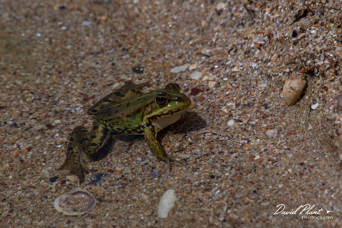 DPPhotography - Wildlife Photography - Bulgaria - Marsh frog - D.jpg - Marsh frog - Durankulak Lake, Bulgaria