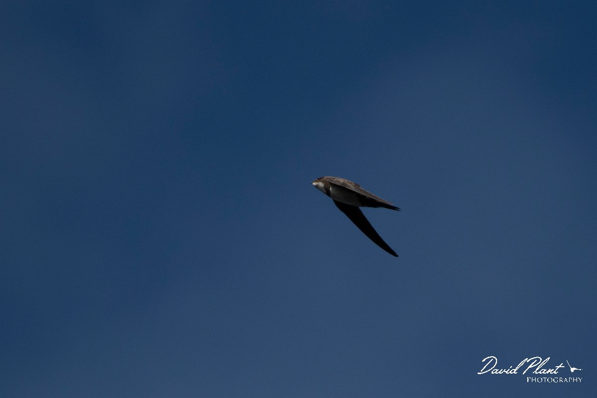 DPPhotography - Wildlife Photography - Bulgaria - Alpine swift - D.jpg - Alpine swift - Cape Kaliakra, Bulgaria