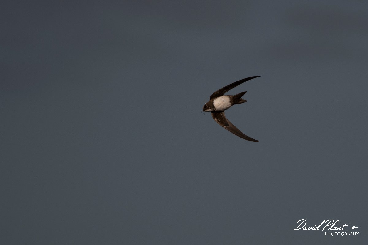DPPhotography - Wildlife Photography - Bulgaria - Alpine swift - H.jpg - Alpine swift with nesting material - Cape Kaliakra, Bulgaria