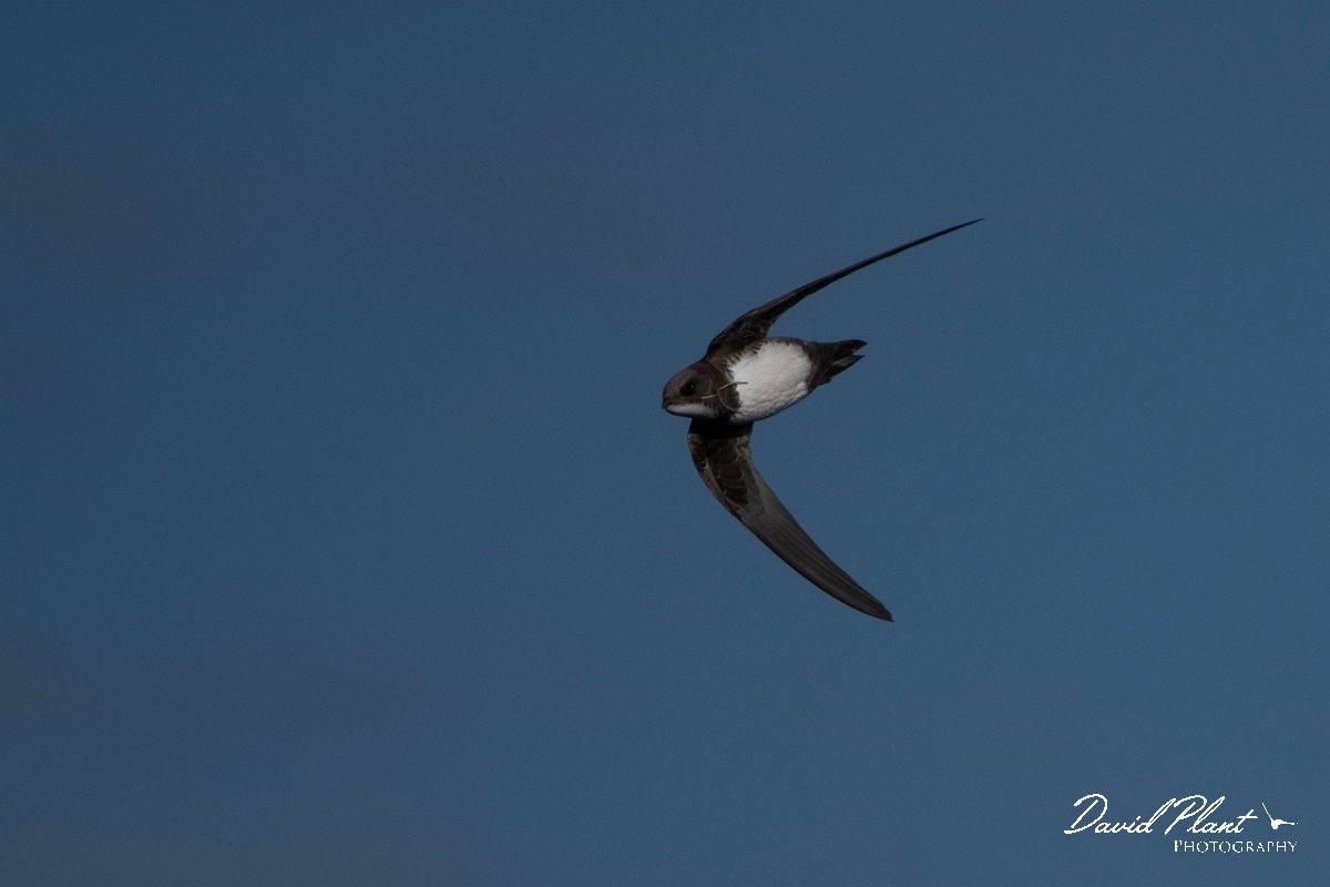 DPPhotography - Wildlife Photography - Bulgaria - Alpine swift - I.jpg - Alpine swift with nesting material - Cape Kaliakra, Bulgaria