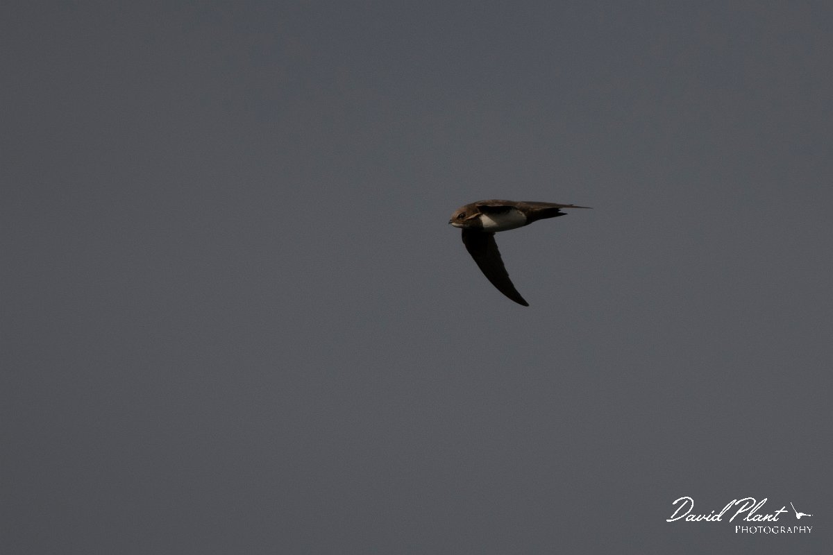 DPPhotography - Wildlife Photography - Bulgaria - Alpine swift - J.jpg - Alpine swift with nesting material - Cape Kaliakra, Bulgaria