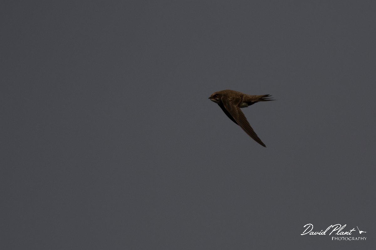 DPPhotography - Wildlife Photography - Bulgaria - Alpine swift - L.jpg - Alpine swift - Cape Kaliakra, Bulgaria