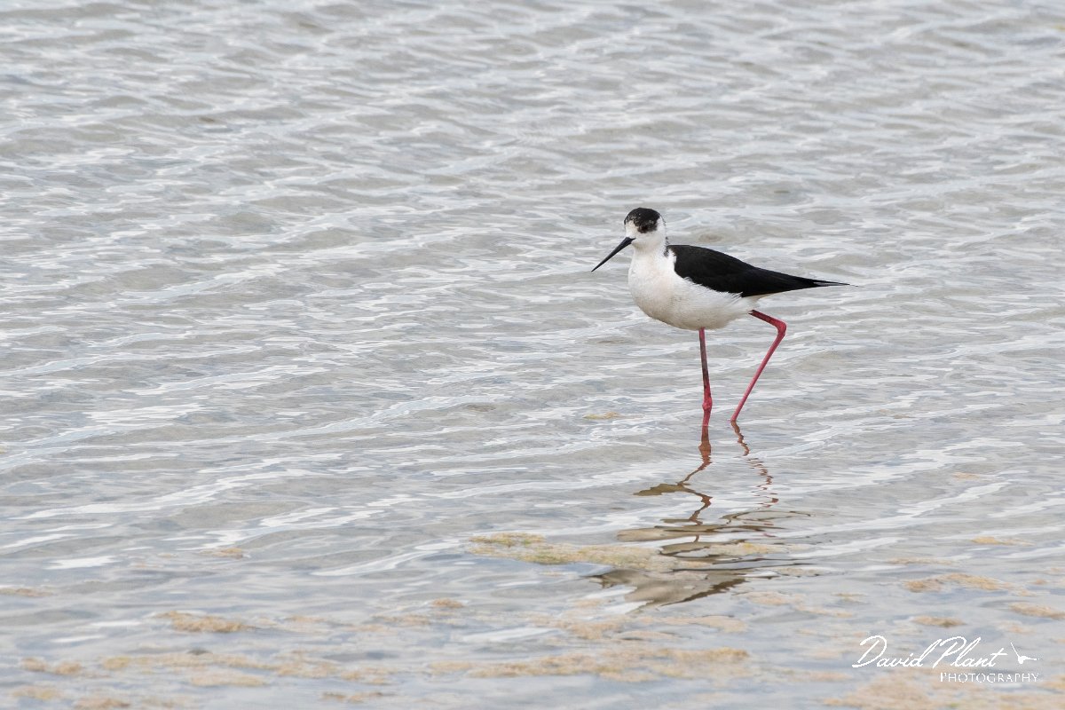 DPPhotography - Wildlife Photography - Bulgaria - Black-winged stilt - B.jpg - Black-winged stilt - Sabla Lake, Bulgaria