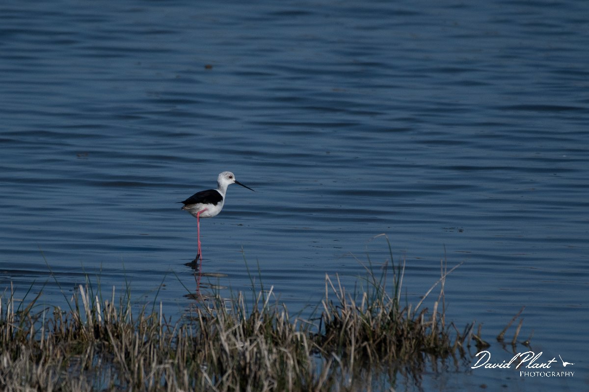 DPPhotography - Wildlife Photography - Bulgaria - Black-winged stilt - C.jpg - Black-winged stilt - Sabla Lake, Bulgaria