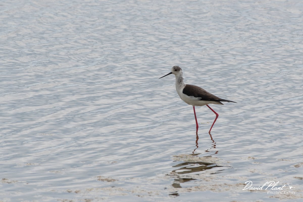 DPPhotography - Wildlife Photography - Bulgaria - Black-winged stilt - D.jpg - Black-winged stilt - Sabla Lake, Bulgaria