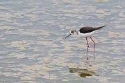DPPhotography - Wildlife Photography - Bulgaria - Black-winged stilt - A